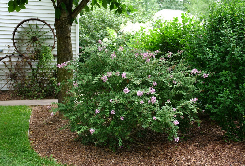 Bloomerang Dwarf (Pink) Lilac Shrub