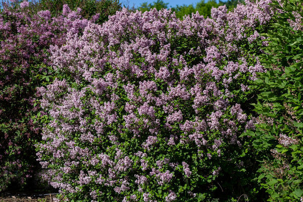Dwarf Korean (Lavender) Lilac Shrub