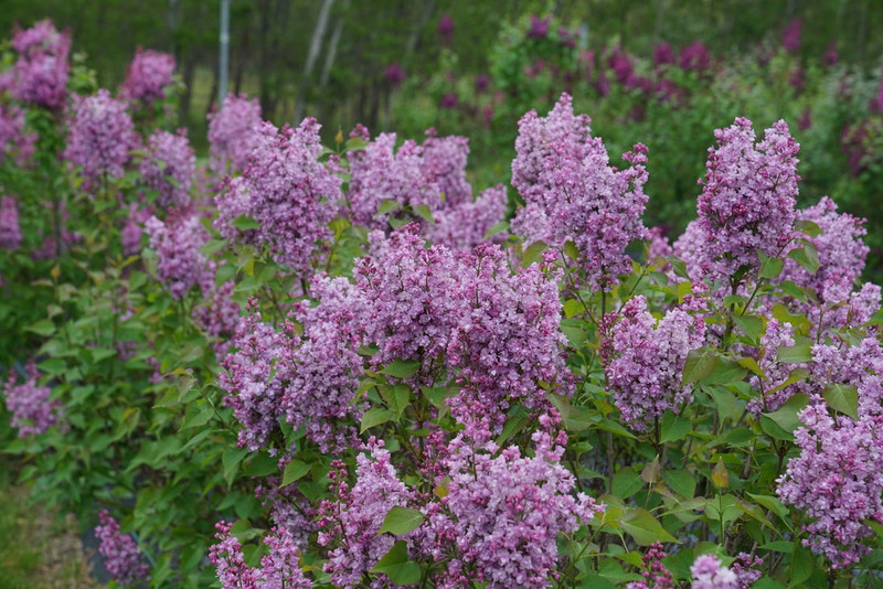 Scentara Double Blue Lilac Shrub