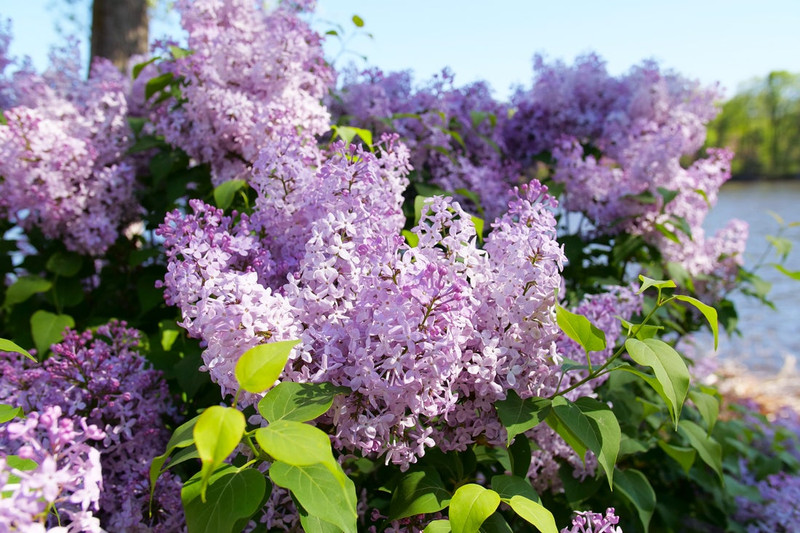 Scentara Pura Purple Lilac Shrub