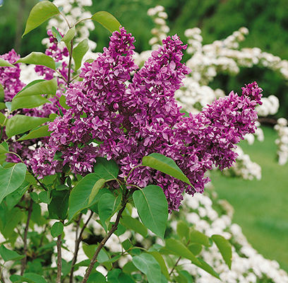 Yankee Doodle Lilac Shrub