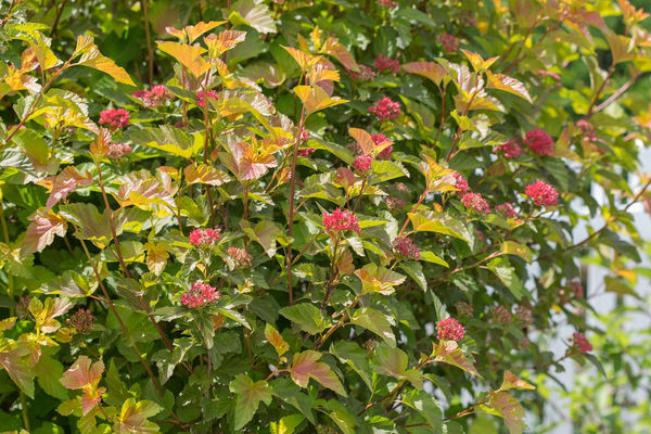 Amber Jubilee Ninebark