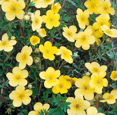 Gold Finger Potentilla