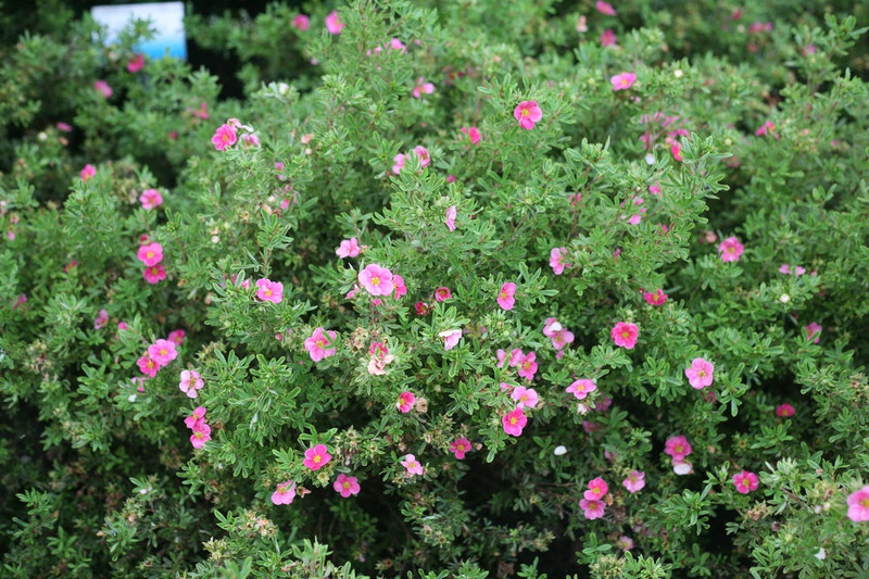Happy Face Pink Paradise Potentilla