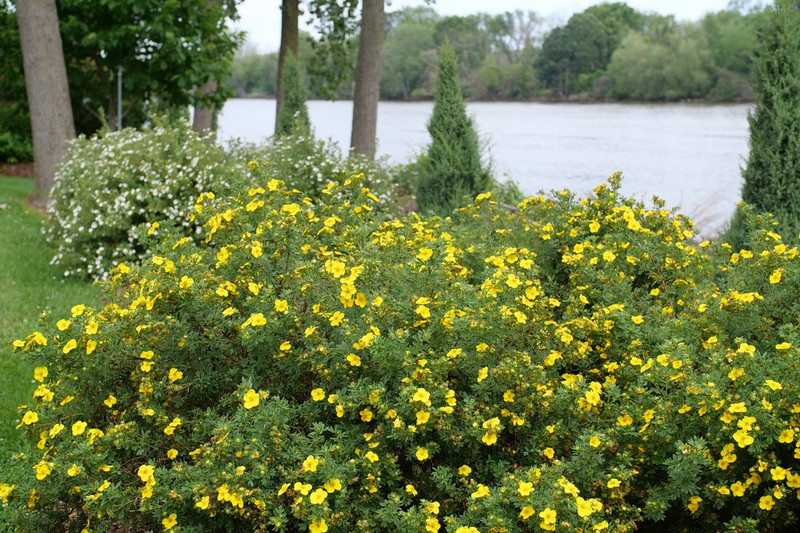 Happy Face Yellow Potentilla