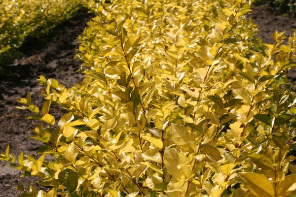 Golden Vicary Privet