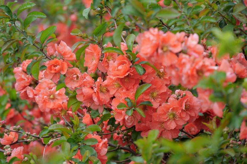 Double Take Peach Storm Quince