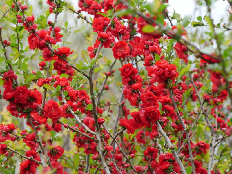 Double Take Scarlet Storm Quince
