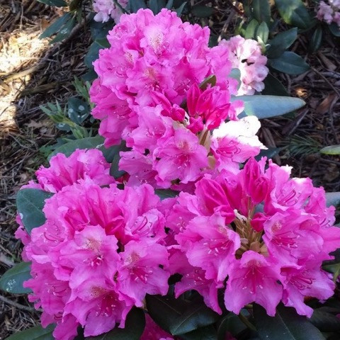 Haaga Rhododendron