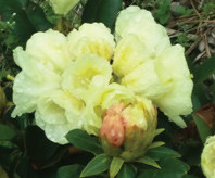 Lemon Dream Rhododendron