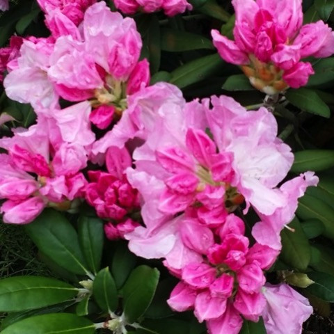 Oh My Rhododendron