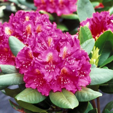 Pearce’s American Beauty Rhododendron