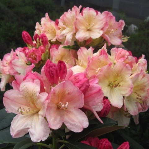 Percy Wiseman Rhododendron