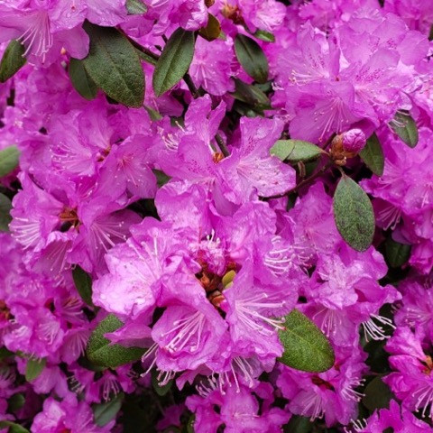 PJM Rhododendron