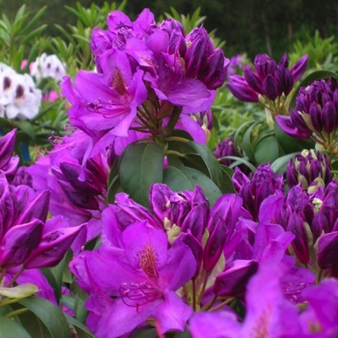 Purpuream Elegans Rhododendron