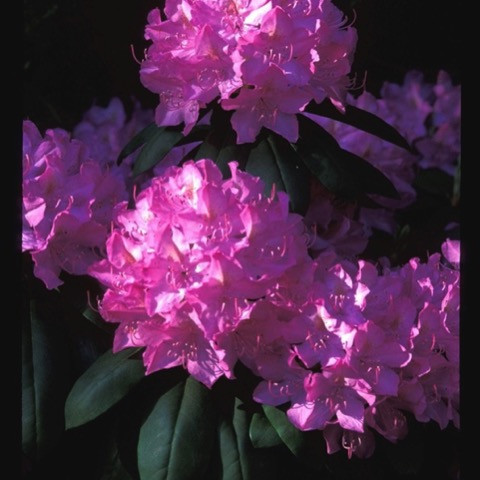Roseum Elegans Rhododendron