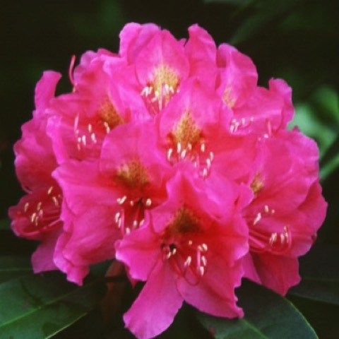 Spring Dawn Rhododendron