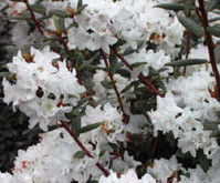 Sugar Puff Rhododendron