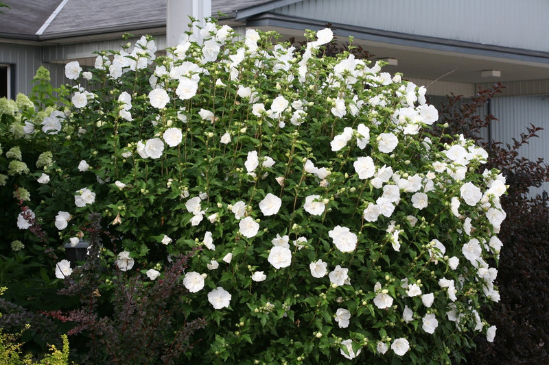 White Chiffon Rose of Sharon Shrub