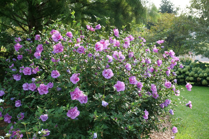 Dark Lavender Chiffon Rose of Sharon Shrub