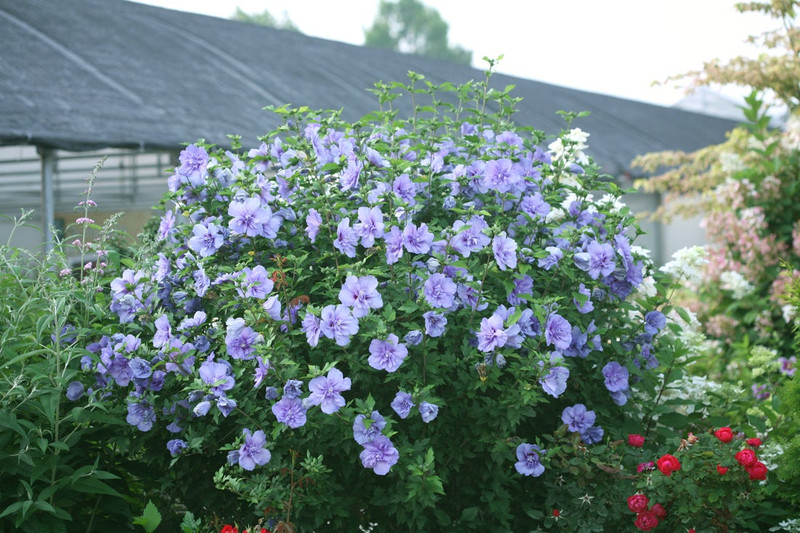 Blue Chiffon Rose of Sharon Shrub
