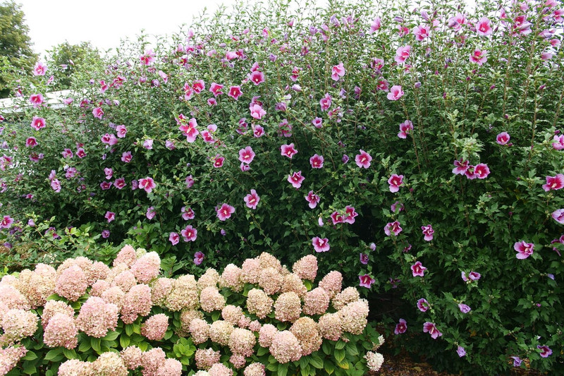 Purple Pillar Rose of Sharon Shrub