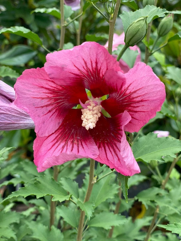 Red Pillar Rose of Sharon Shrub