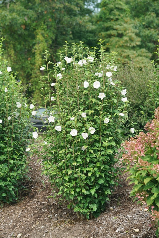 White Pillar Rose of Sharon Shrub