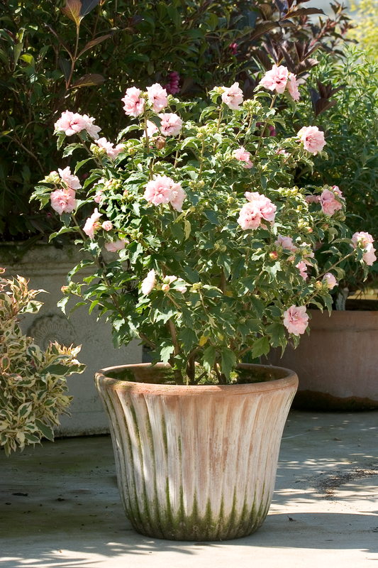 Sugar Tip Rose of Sharon Shrub