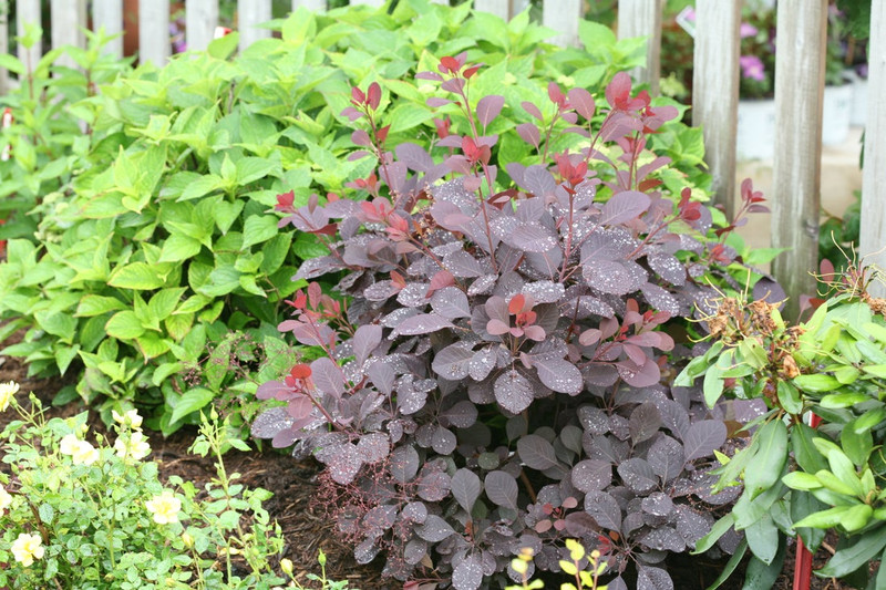 Winecraft Black Smoke Bush