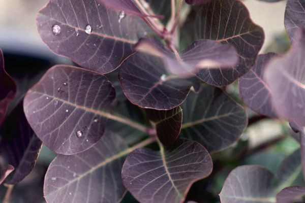 Royal Purple Smoke Bush