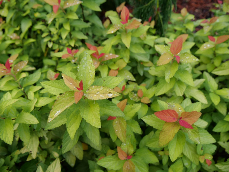 Double Play Candy Corn Spirea
