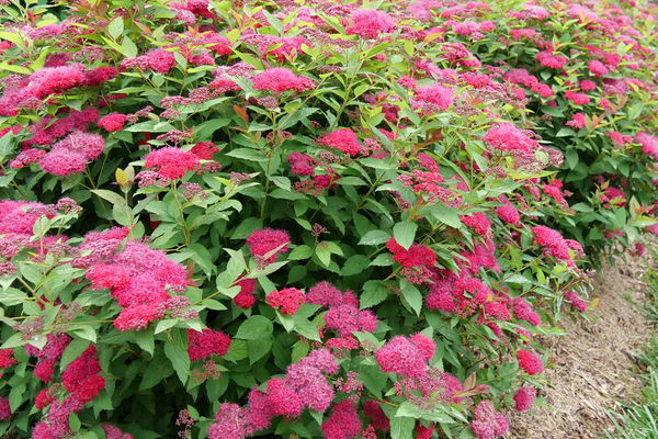 Double Play Doozie Spirea