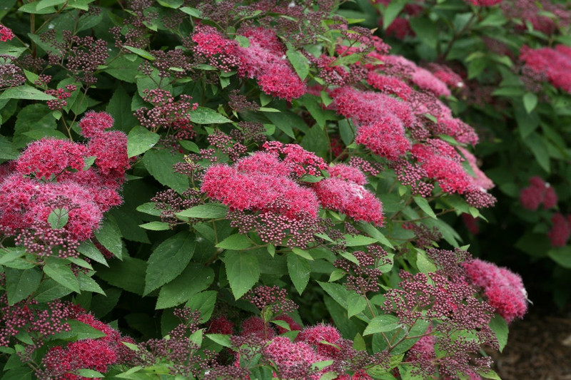 Double Play Red Spirea