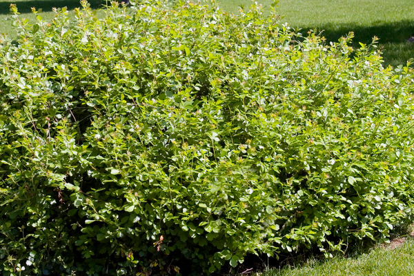 Gro-Lo Sumac Shrub