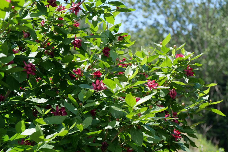 Aphrodite Sweetshrub