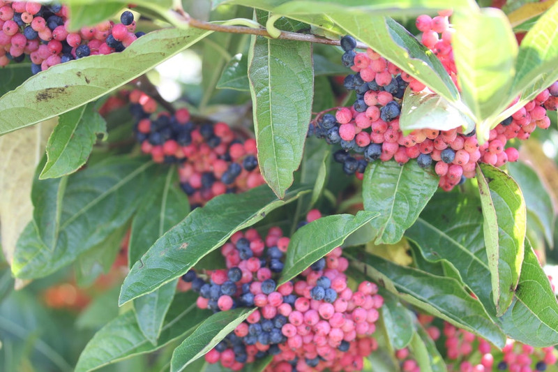 Brandywine Viburnum