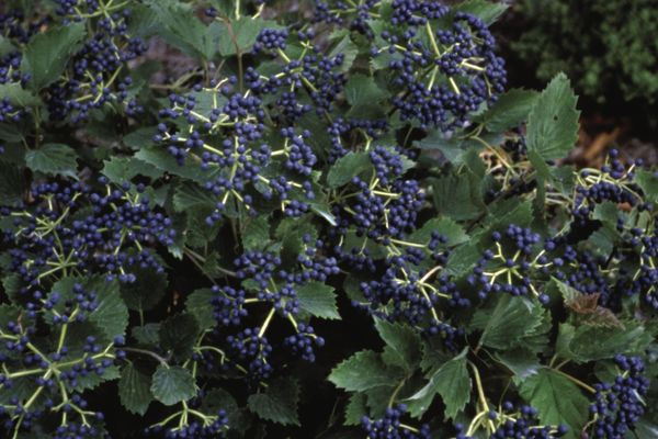Blue Muffin Viburnum