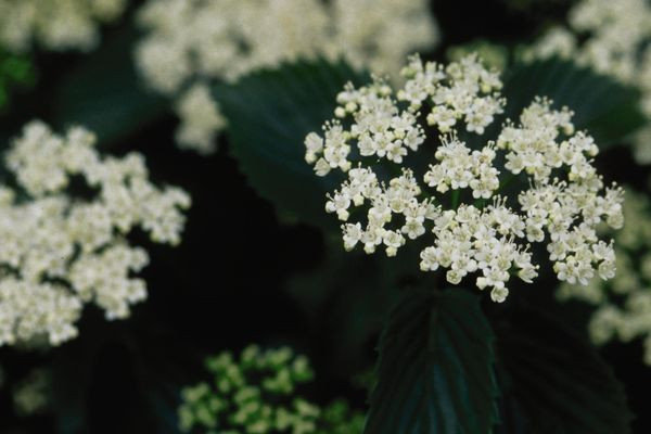 Chicago Lustre Viburnum