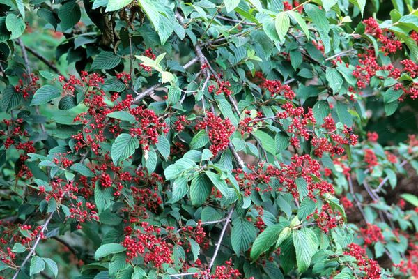 Doublefile Mariesii Viburnum
