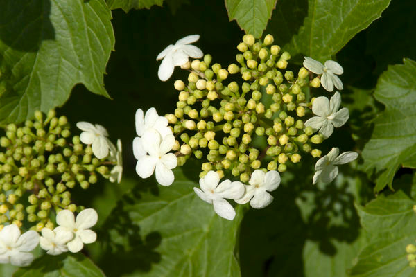 European Cranberry Viburnum