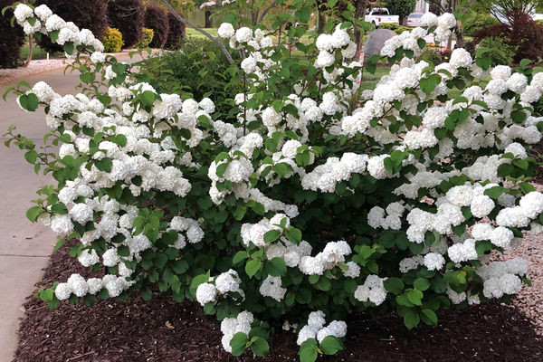 Opening Day Viburnum