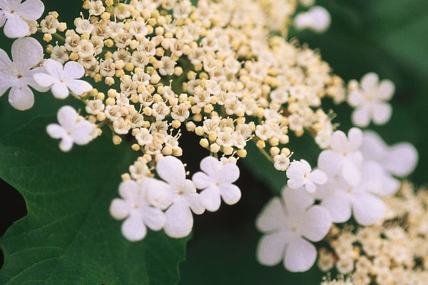 Wentworth Cranberry Viburnum