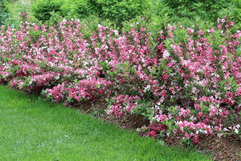 Czechmark Trilogy Weigela