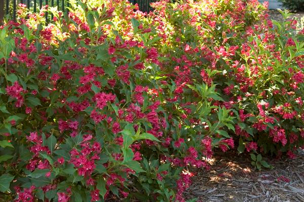 Red Prince Weigela