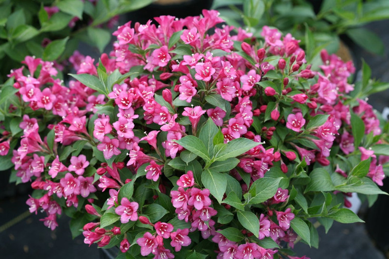 Snippet Dark Pink Weigela
