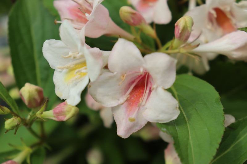 Sonic Bloom Pearl Weigela