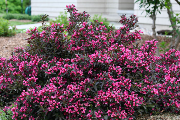 Spilled Wine Weigela