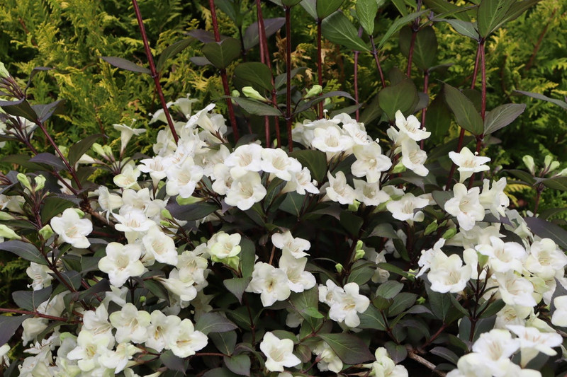 Wine & Spirits Weigela