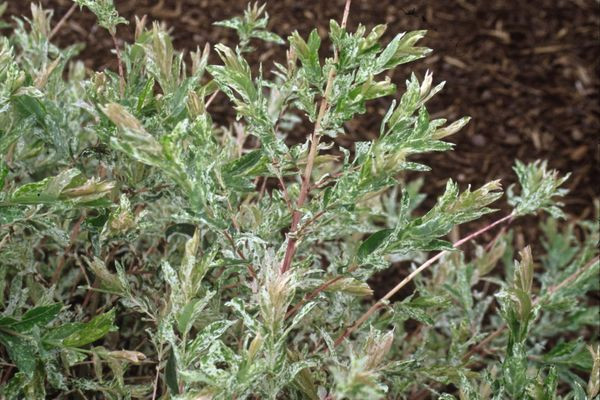 Dappled Willow (Hakuro Nishiki) Willow Shrub